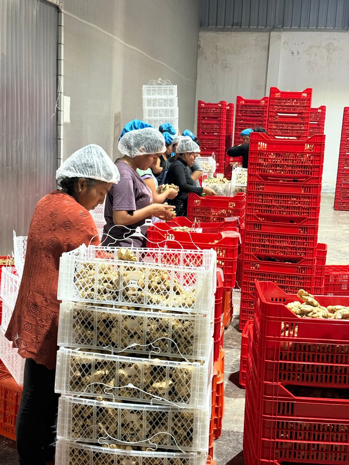 Suelo fértil entre manos